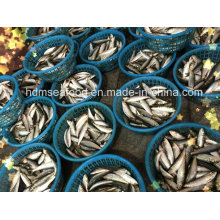 Легкая рыба для сардины для приманки из тунца (Sardinella aurita)